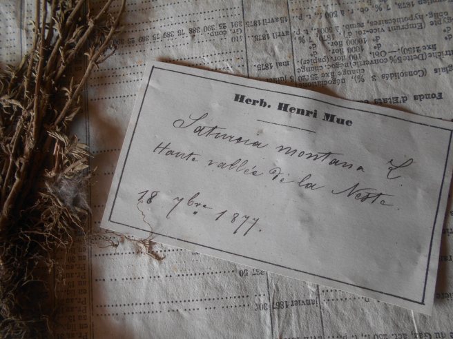 Henri Mue - herbier 00
